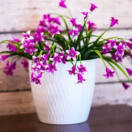 Sweet Life Hospety Group Gæstehus 3*